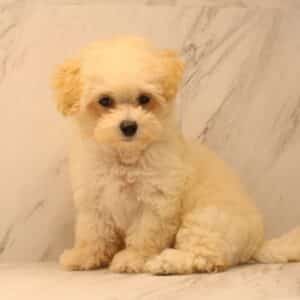 Suger Han - Toy Maltipoo Puppy