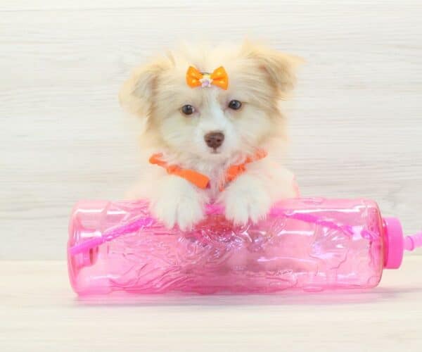 Tess - Toy Pomshi Puppy - Image 2