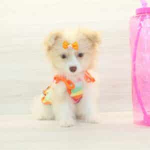 Tess - Toy Pomshi Puppy