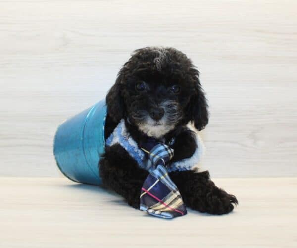 Wags - Toy Poodle Puppy - Image 2