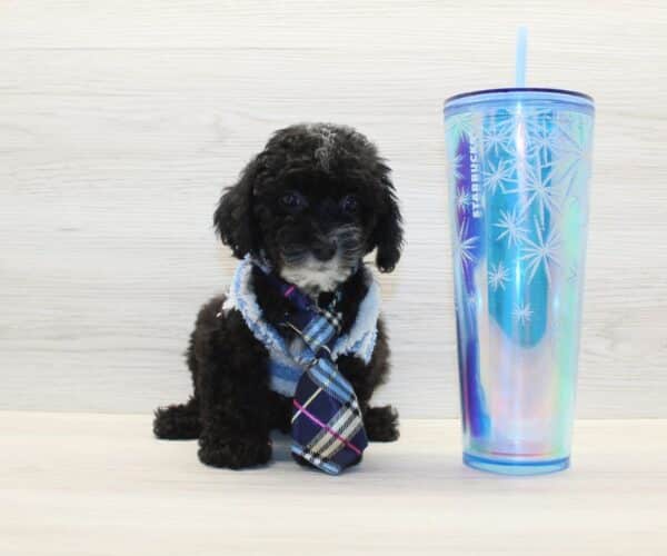 Wags - Toy Poodle Puppy