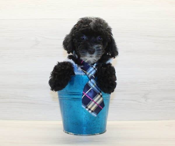 Wags - Toy Poodle Puppy - Image 3