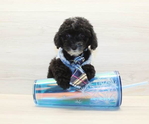 Wags - Toy Poodle Puppy - Image 4