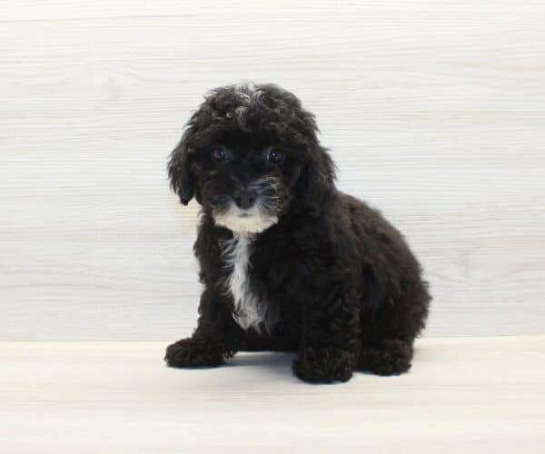 Wags - Toy Poodle Puppy - Image 5