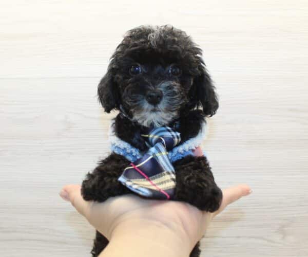 Wags - Toy Poodle Puppy - Image 6