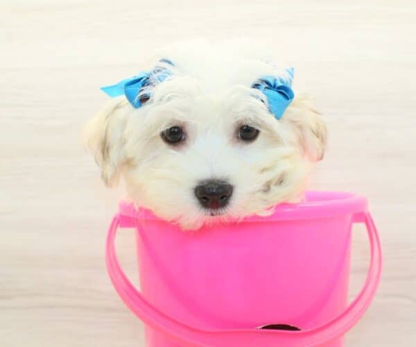 Abbey - Toy Havanese Puppy - Image 4