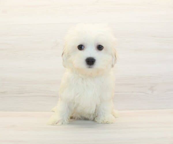 Abbey - Toy Havanese Puppy - Image 5