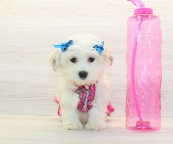 Abbey - Toy Havanese Puppy - Image 2