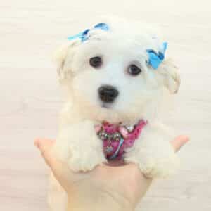 Abbey - Toy Havanese Puppy