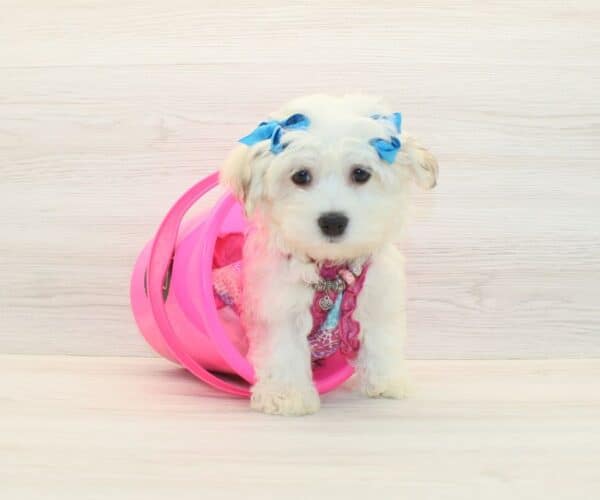 Abbey - Toy Havanese Puppy - Image 3