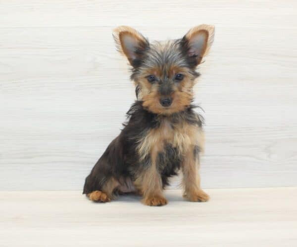 Abigail - Teacup Yorkie Puppy - Image 4