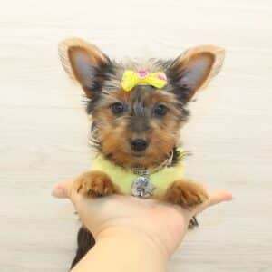 Abigail - Teacup Yorkie Puppy