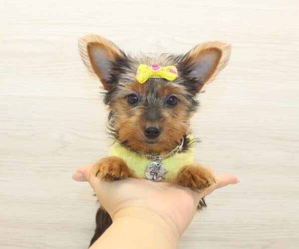 Abigail - Teacup Yorkie Puppy