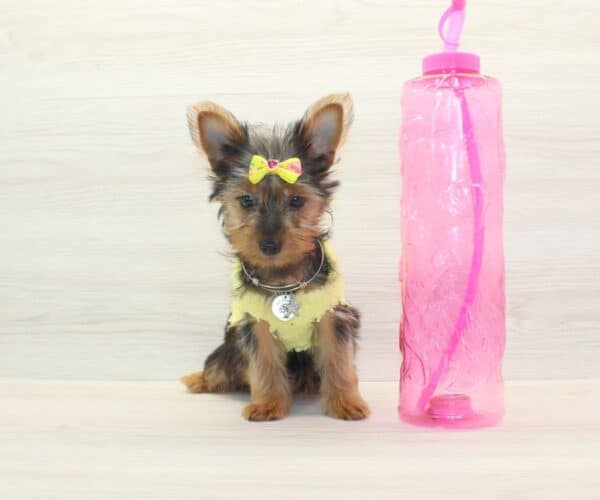Abigail - Teacup Yorkie Puppy - Image 2