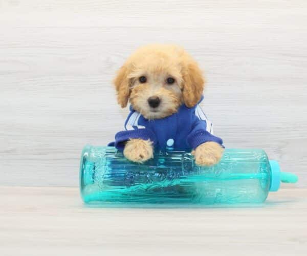 Amazon - Toy BichaPoo Puppy