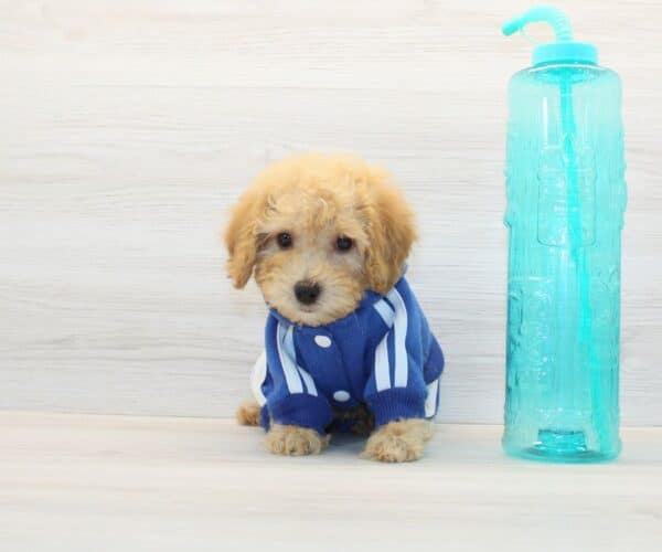 Amazon - Toy BichaPoo Puppy - Image 4