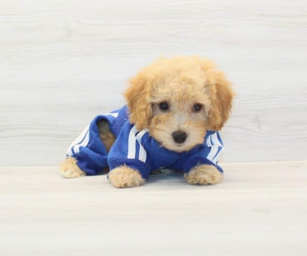 Amazon - Toy BichaPoo Puppy - Image 5