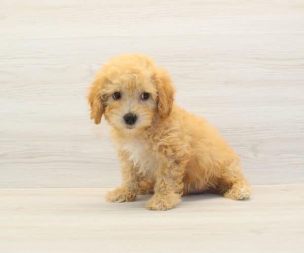 Amazon - Toy BichaPoo Puppy - Image 3