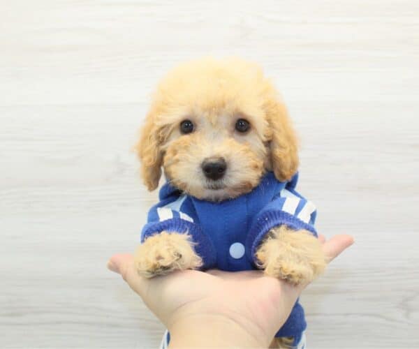 Amazon - Toy BichaPoo Puppy - Image 2