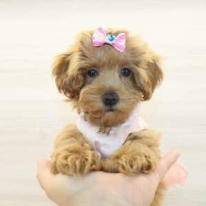 Angela - Toy Cockapoo Puppy