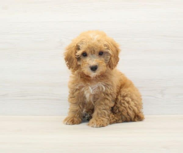 Apple - Toy BichaPoo Puppy - Image 5