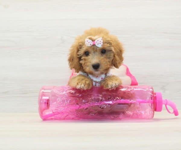 Apple - Toy BichaPoo Puppy - Image 4