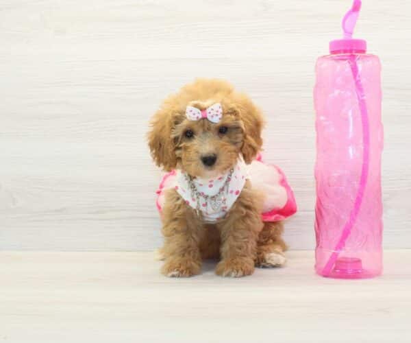 Apple - Toy BichaPoo Puppy
