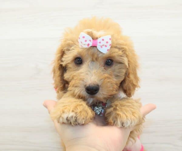 Apple - Toy BichaPoo Puppy - Image 3