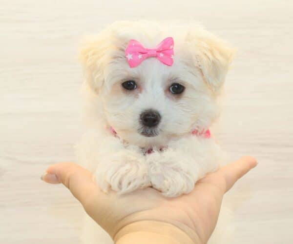 Belle - Toy Havamalt Puppy - Image 3
