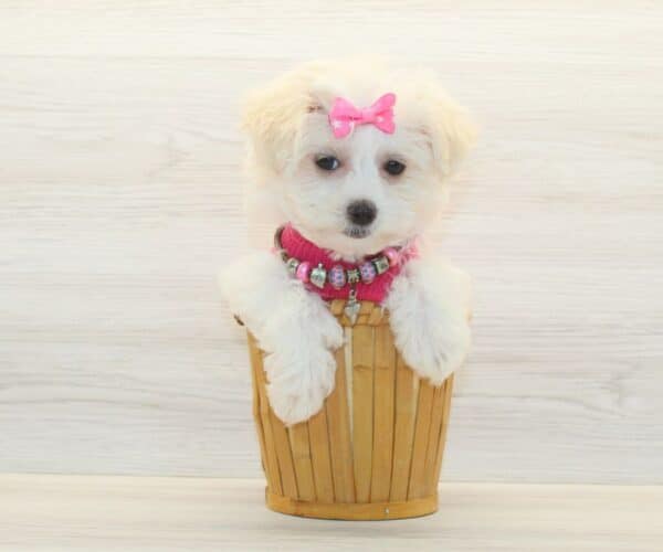 Belle - Toy Havamalt Puppy - Image 5