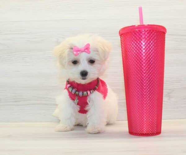 Belle - Toy Havamalt Puppy