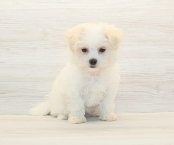Belle - Toy Havamalt Puppy - Image 2