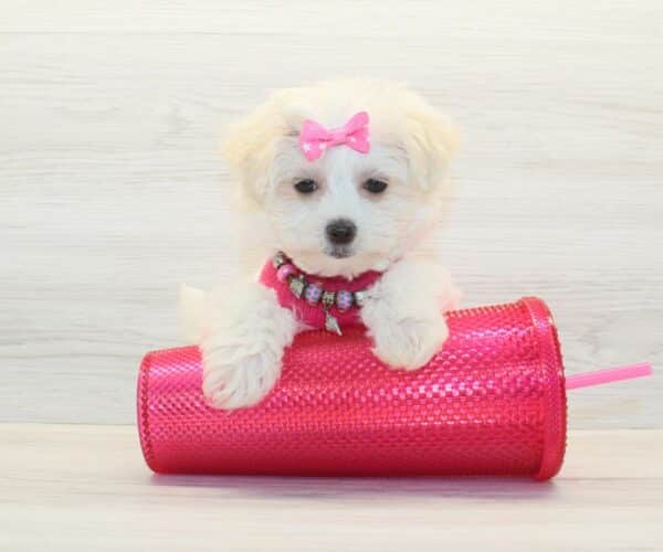Belle - Toy Havamalt Puppy - Image 4