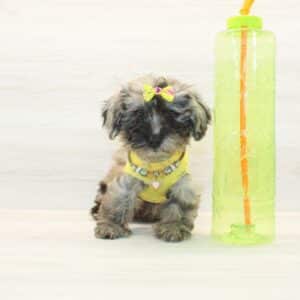 Bo Peep - Toy Poodle Puppy