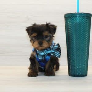 BooBoo - Teacup Yorkie Puppy