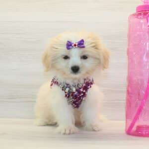 Bulma - Toy Pomshi Puppy