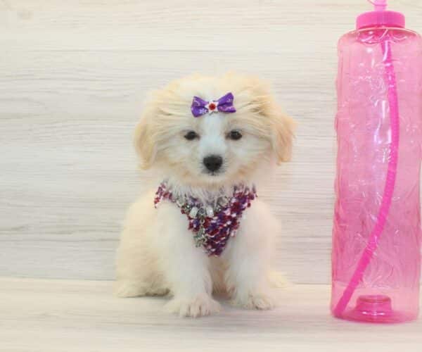 Bulma - Toy Pomshi Puppy