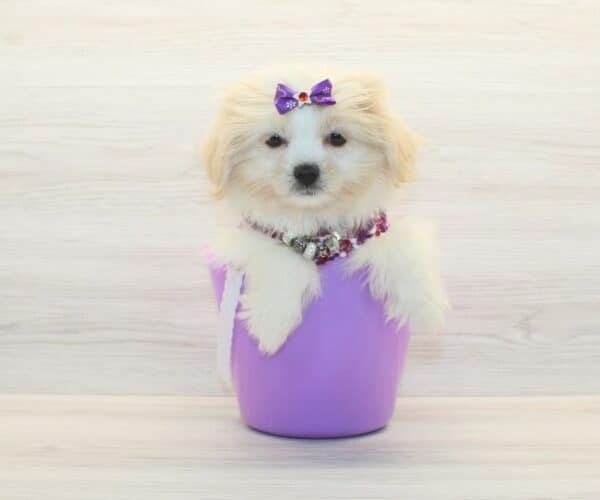 Bulma - Toy Pomshi Puppy - Image 3