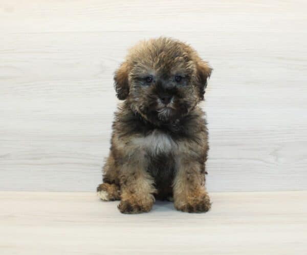 Buzz Lightyear - Toy Yorkipoo Puppy - Image 4