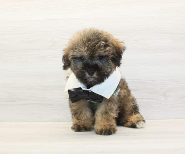 Buzz Lightyear - Toy Yorkipoo Puppy - Image 3