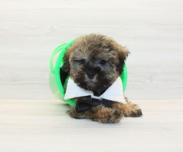 Buzz Lightyear - Toy Yorkipoo Puppy - Image 2