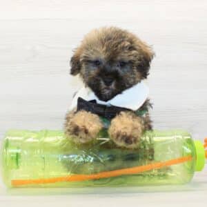Buzz Lightyear - Toy Yorkipoo Puppy