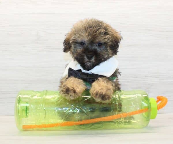 Buzz Lightyear - Toy Yorkipoo Puppy