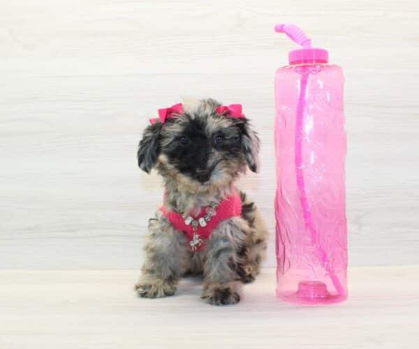 Carrie - Toy Poodle Puppy