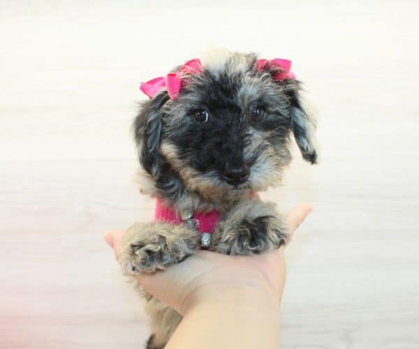 Carrie - Toy Poodle Puppy - Image 2