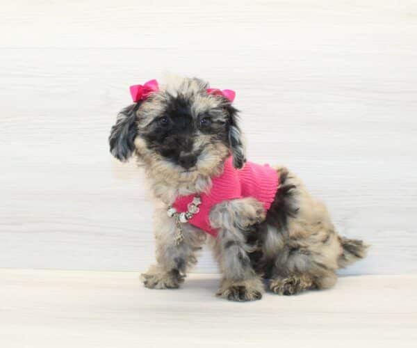 Carrie - Toy Poodle Puppy - Image 3