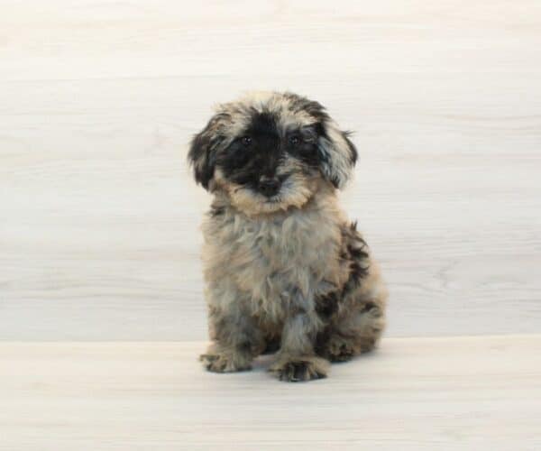 Carrie - Toy Poodle Puppy - Image 5