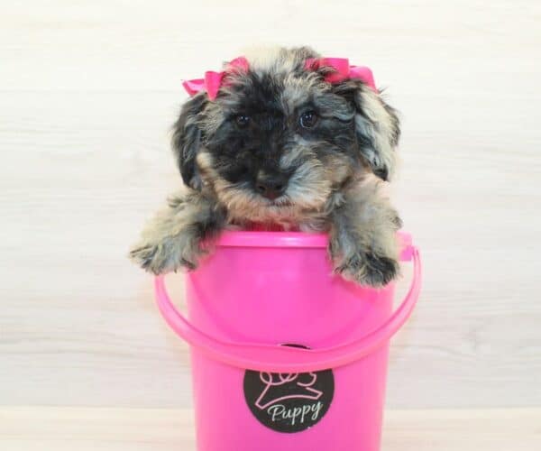 Carrie - Toy Poodle Puppy - Image 4