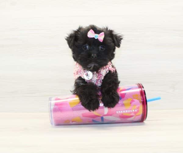 Coco - Morkie Puppy - Image 2