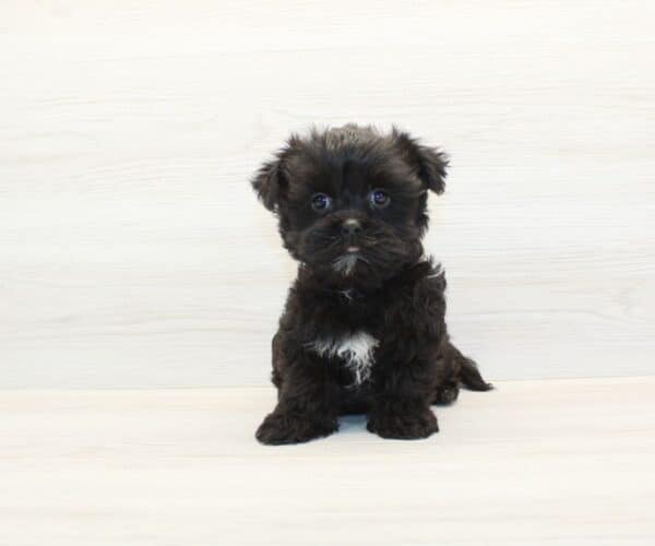 Coco - Morkie Puppy - Image 5